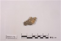 藏品(裂芽肉疣衣)的圖片